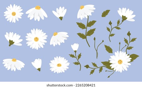 Daisy flower vector illustrations with leaves