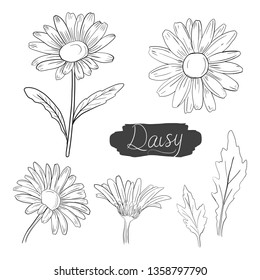 Daisy flower vector ink illustration with hand drawn style line art. Daisy flower botanical set collection art.