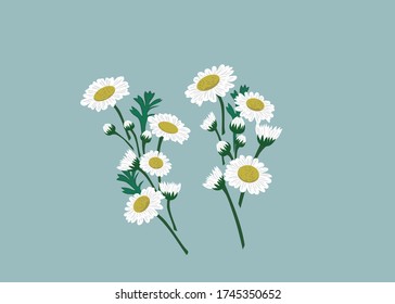 Daisy flower vector on blue background