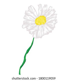 Daisy flower and Vector picture