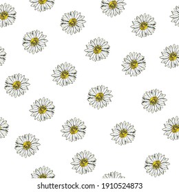 Daisy flower vector seamless pattern