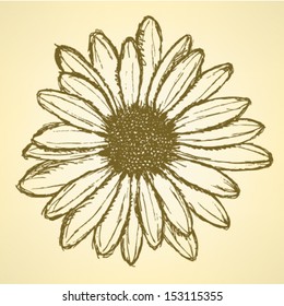 Daisy Flower, Vector Sketch Background