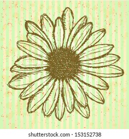 Daisy flower, vector sketch background