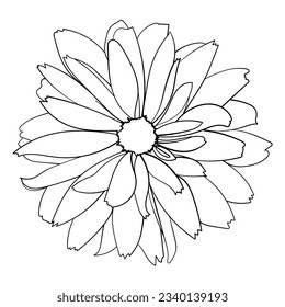Daisy flower. Vector sketched design element. 