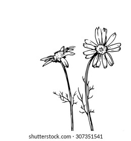 Daisy Flowers, Composition With Ink Drawn Wild Plants, Monochrome Black Line Drawing Floral Card, Vector Illustration