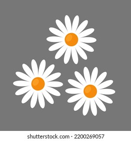 daisy flowers flat vector illustration clipart isolated on white background