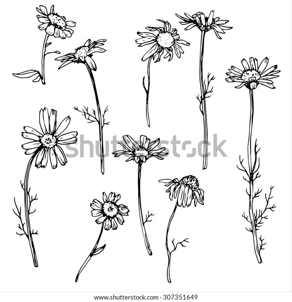 デイジーフラワー 野生の植物を描く花柄のベクター画像セット 白黒の黒い線描きのエレメント のベクター画像素材 ロイヤリティフリー