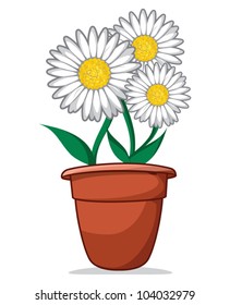 daisy flowers in a flowerpot