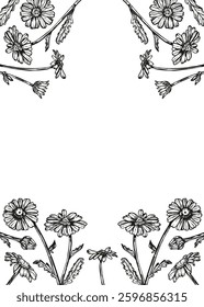 Daisy flowers frame sketch outline illustration banner background. Сhamomile flower spring botanical doodle drawing in engraving style. Hand drawn vector line art
