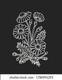 Flores de margarita aisladas en el fondo negro. Dibujo de charla en la pizarra. Flores salvajes. Colección Chamomile. Ilustración botánica, dibujo floral. Esbozo del doodle dibujado a mano. Vector