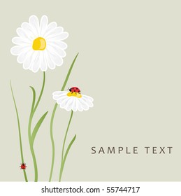 Flores de margarita y mariquita. Tarjeta de vector
