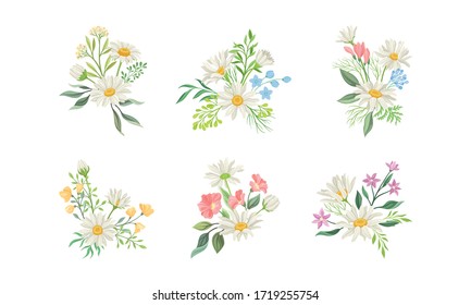 Daisy Flowers and Meadow Flora with Green Branches Compositions Vector Set