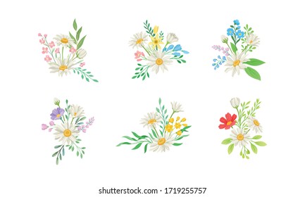 Daisy Flowers and Meadow Flora with Green Branches Compositions Vector Set