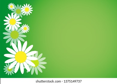 Daisy flowers on green background. Vector drawing. Texture.