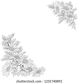 Daisy flowers on a white background with place for text. Floral monochrome frame. Greeting card, invitation or isolated elements for design. Corner composition.