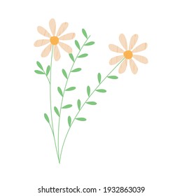 daisy flowers on white background