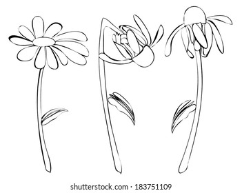 Daisy flowers outline