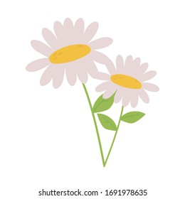 daisy flowers petals stem leaf nature decoration icon vector illustration