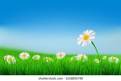 Daisy flowers spring nature background