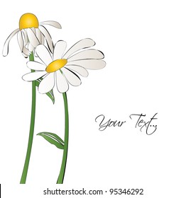 daisy flowers vector