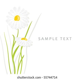 Daisy flowers. Vector card