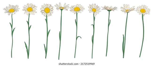 daisy flowers, vector drawing wild plant isolated at white background , hand drawn botanical illustration