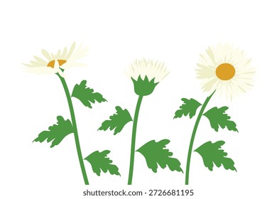flores margaridas, desenho vetorial planta selvagem isolada em fundo branco , ilustração botânica desenhada à mão