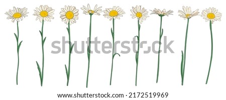 daisy flowers, vector drawing wild plant isolated at white background , hand drawn botanical illustration ストックフォト © 