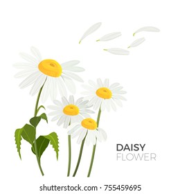 Daisy flowers with white petals and yellow middle realistic vector illustrations isolated with text. Bellis perennis species of lawn common daisies