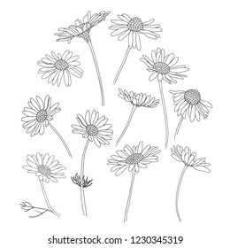 Daisy Flowers.Sketch.Hand Drawn Outline Vector Illustration, Isolated Floral Elements For Design On White Background.