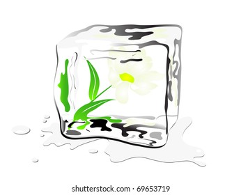 Daisy frozen in ice cube