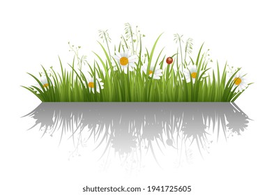 Daisy in green grass landscaped horizontal border