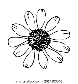 Daisy hand drawn illustration. Line art. Isolated on white background.