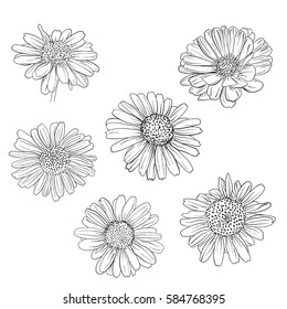 Daisy hand drawn sketches set. Vector illustration.