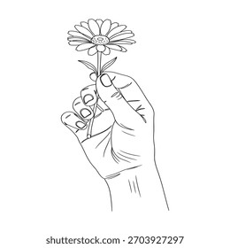 Gänseblümchen in Handlinienzeichnung - Einfache botanische Handdarstellung