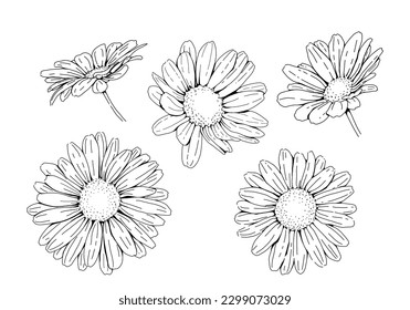 Daisy head hand drawing, Vector set