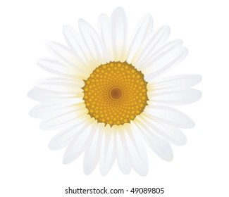 Daisy - isolated on white