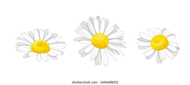 Daisy isolated on white background. Vector illustration of three chamomile flower heads in cartoon flat style. Floral icons.