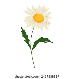 Daisy isolated on white background