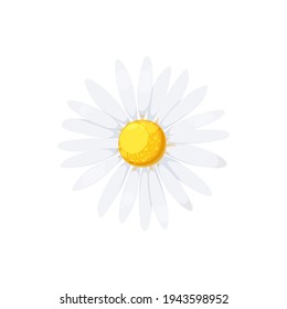 Daisy isolated realistic blooming chamomile icon. Vector flower with white petals and yellow center, camomile blossom head, floral design element. Cartoon aster or gerbera, springtime daisy-flower