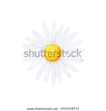 Daisy isolated realistic blooming chamomile icon. Vector flower with white petals and yellow center, camomile blossom head, floral design element. Cartoon aster or gerbera, springtime daisy-flower ストックフォト © 