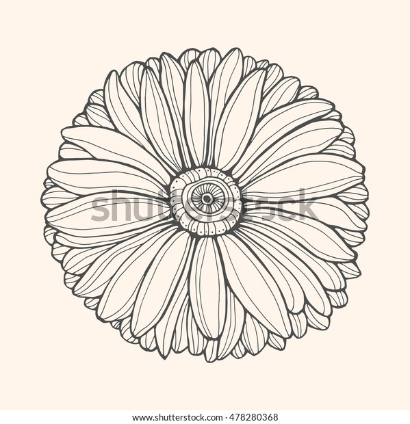 Daisy Isolated Top View Vector Artwork Stock Vector Royalty Free 478280368