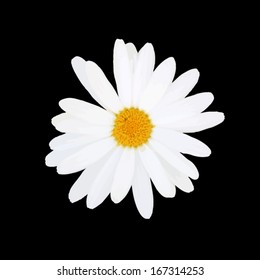 daisy isolated. Vector