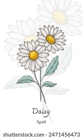 Daisy Line Art. Daisy flower vector Illustration. April Birth Month Flower. Daisy outline isolated on white. Hand drawn line art botanical illustration.