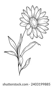 Ilustración de esquema Daisy Line Art. Daisy. Flor en el mes de nacimiento de abril. El contorno de las flores de margarita aislado en blanco. Ilustración botánica de la línea pintada a mano.