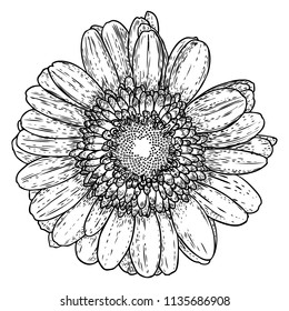 Daisy in line art style, isolated. Daisy. Hand drawn botanical flower element. Vector.