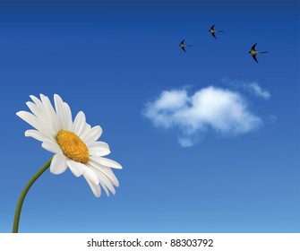 Daisy on the background of clouds and birds