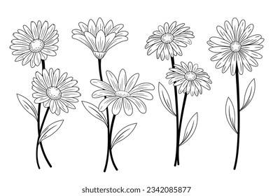 Daisy outline sketch. Daisy Chamomile line art. hand drawn daisy flower background. vector illustration. daisy illustration. Cute hand drawing flower plant. daisies isolated on white background.