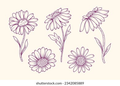 Daisy outline sketch. Daisy Chamomile line art. hand drawn daisy flower background. vector illustration. daisy illustration. Cute hand drawing flower plant. daisies isolated on white background.