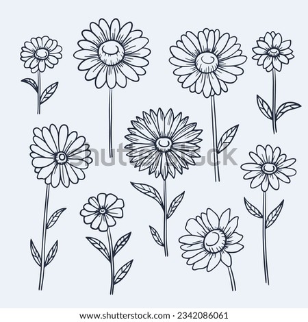 Daisy outline sketch. Daisy Chamomile line art. hand drawn daisy flower background. vector illustration. daisy illustration. Cute hand drawing flower plant. daisies isolated on white background.